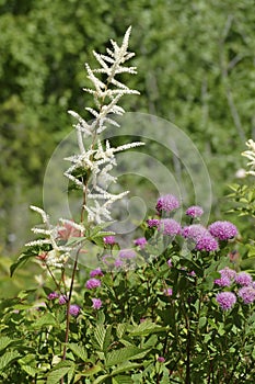 Meadowsweet , Queen of the meadow , family Rosaceae