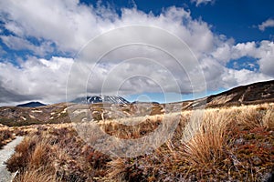 Meager landscape in the Tongariro National Park