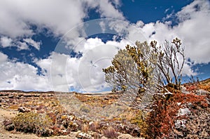 Meager landscape in the Tongariro National Park