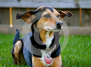 Meagle-Min-Pin Beagle Mixed Breed Dog