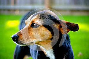 Meagle-Min-Pin Beagle Mixed Breed Dog