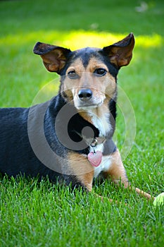 Meagle-Min-Pin Beagle Mixed Breed Dog