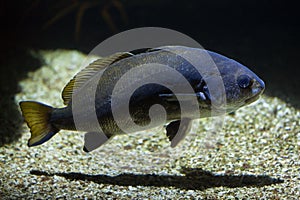 Meagre Argyrosomus regius