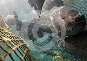 Meagre fish on fishing nets