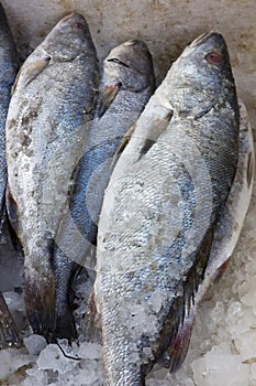 Meagre fish with ice in fish market