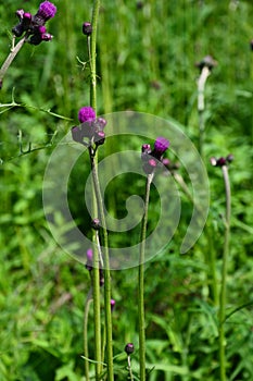 Meal on Cirsium Rivulare Jacq. All. and his Guest. Diptera on Cirsium Rivulare Jacq. All. and his Guest