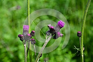 Meal on Cirsium Rivulare Jacq. All. and his Guest. Diptera on Cirsium Rivulare Jacq. All. and his Guest