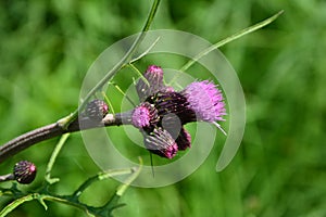 Meal on Cirsium Rivulare Jacq. All. and his Guest. Diptera on Cirsium Rivulare Jacq. All. and his Guest