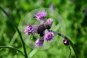 Meal on Cirsium Rivulare Jacq. All. and his Guest. Diptera on Cirsium Rivulare Jacq. All. and his Guest