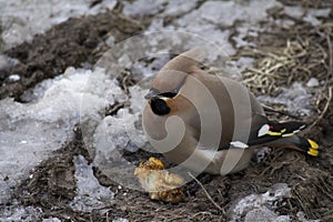 The meal of a fat Bohemian waxwing Bombycilla garrulus