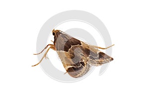 Meal moth isolated on white background, Pyralis farinalis photo
