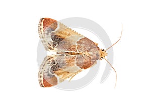 Meal moth isolated on white background, Pyralis farinalis photo