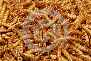 Meal Worm (freeze dried)