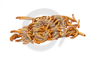 Meal worms, animal meal