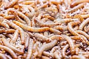 Meal worms larvae