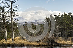 Meall a` Bhuachaille and Caledonian forest in the Highlands of Scotland.