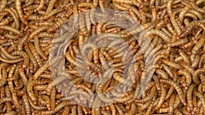 Mealworm