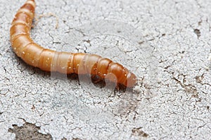 Mealworm