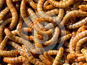 Mealworm abstract close up