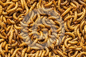 Mealworm Background