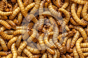Mealworm Background