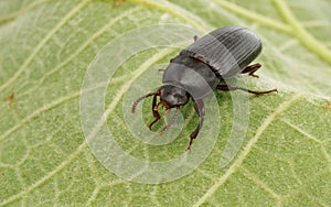 A Mealworm Beetle