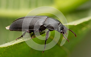 A Mealworm Beetle