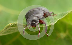 A Mealworm Beetle