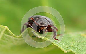 A Mealworm Beetle photo