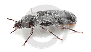 Mealworm beetle, Tenebrio molitor covered in wheat flour photographed on white background