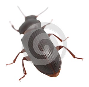 Mealworm beetle, Tenebrio molitor isolated on white background