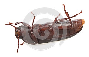 Mealworm beetle, Tenebrio molitor isolated on white background