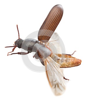 Mealworm beetle, Tenebrio molitor isolated on white background
