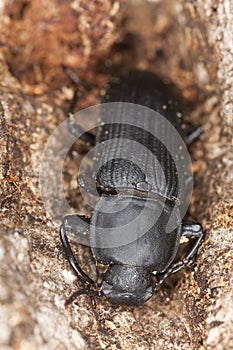 Mealworm beetle (Tenebrio opacus)