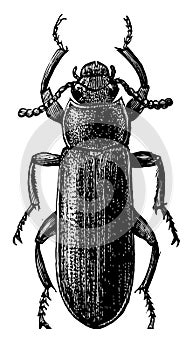 Mealworm Beetle, vintage illustration