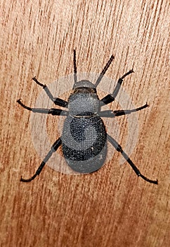 A mealworm beetles on wood