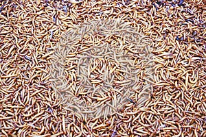 Mealworm for birds and fish feeding for sale