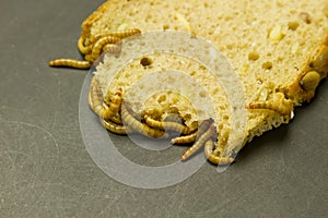 Mealworm eat bread