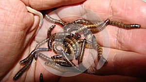 Mealworm. Exotic vet, Biologist holding insect. stages of mealworms, larva