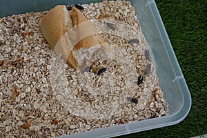 mealworm farm transformed into a beetle. tenebrio worm killed and transformed into a pupa photo