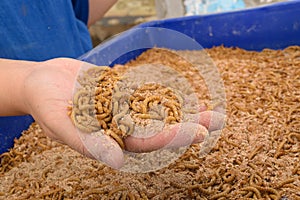 Mealworm in hand