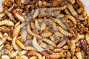 Mealworm insects