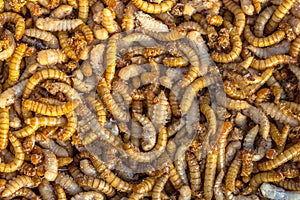 Mealworm larvae background