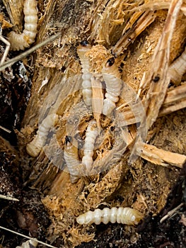 mealworm larvae in a split rotting pine stump