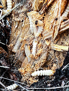 mealworm larvae in a split rotting pine stump