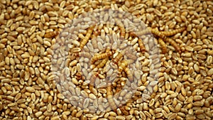Mealworm larvae Tenebrio molitor pest worm larva white on grain wheat barley cereal, oats. Darkling beetle tight