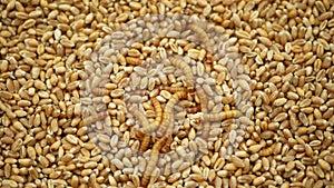 Mealworm larvae Tenebrio molitor pest worm larva white on grain wheat barley cereal, oats. Darkling beetle tight