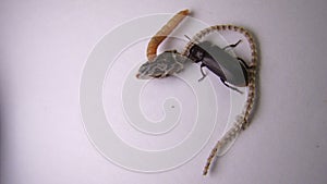 mealworm ; life cycle of a mealworm Larva and Adult Meal worms eating lizard carcass . superworm - Stages of the meal worm - t