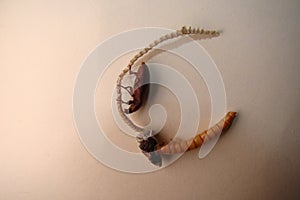 Mealworm ; life cycle of a mealworm Larva and Adult Meal worms eating lizard carcass . superworm  - Stages of the meal worm  - t