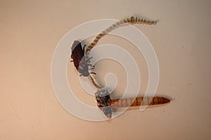 Mealworm ; life cycle of a mealworm Larva and Adult Meal worms eating lizard carcass . superworm  - Stages of the meal worm  - t